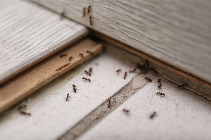 Hapur Pest Control