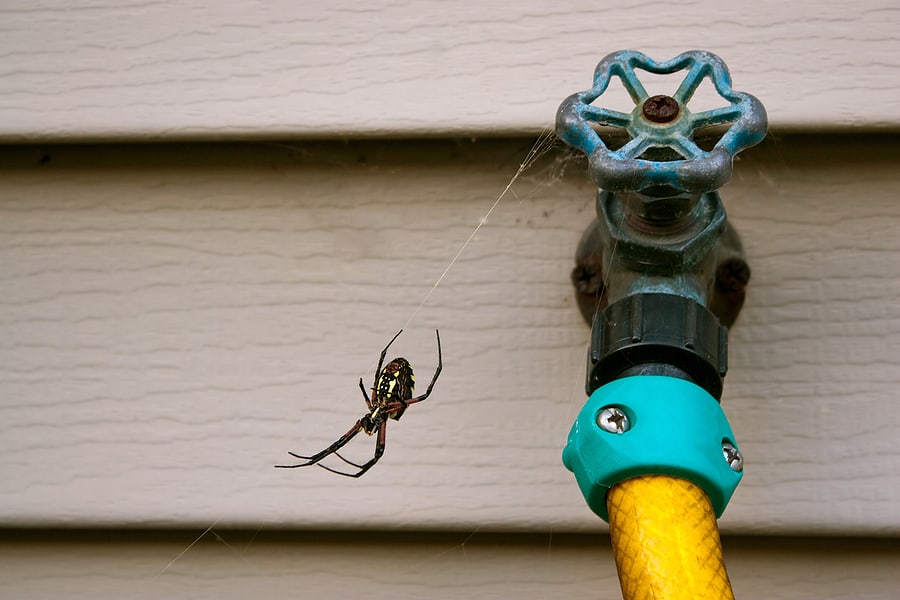 Hapur Pest Control
